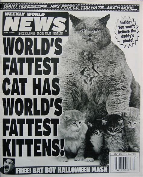 weekly world news  fat cats cats  kittens funny headlines