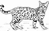 Bengal Cat Lineart Canis Simensis Chat Deviantart sketch template