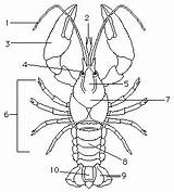 Crayfish Dissection Worksheet sketch template