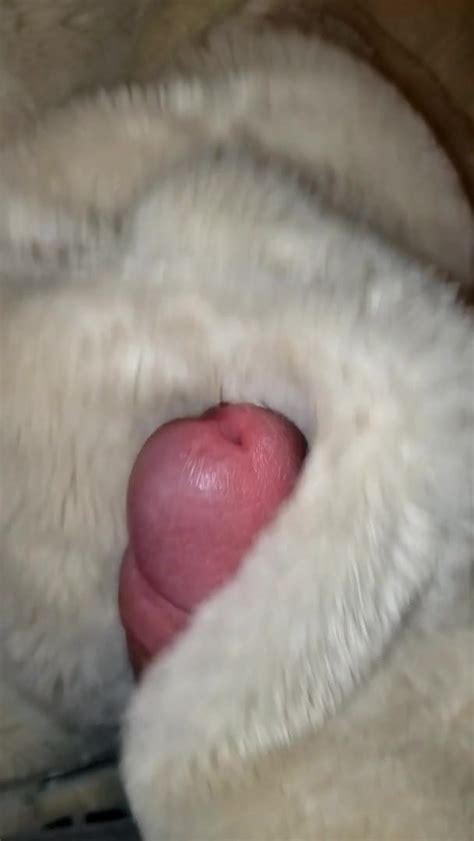Cumming On My Sisters Fur Coat Gay Twink Sex Porn 5e Xhamster