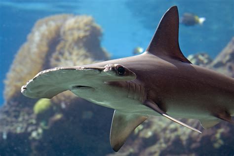 enormous hammerhead shark destroys  fish  boaters lose