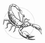 Scorpion Astrologie Scorpio Coloriage Coloriages Zodiac Astrology Dessin Tatouage Escorpion Segni Zodiacali Zodiaco Signos Imprimer Avec sketch template