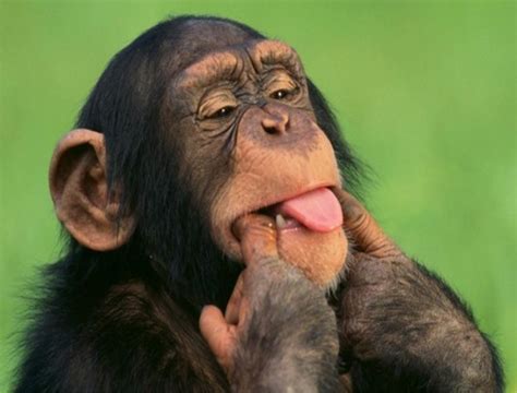 curiosidades sobre os macacos