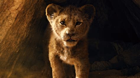 lion king   wallpapers hd wallpapers id