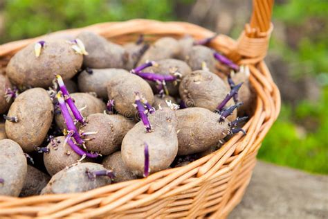 voorbereide ontkiemende aardappel  het het planten proces stock afbeelding image  landbouw