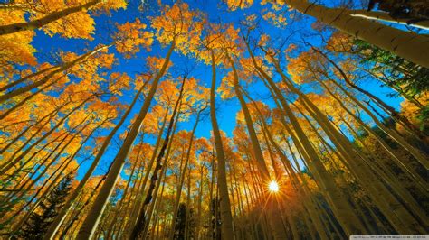 golden aspen 4k hd desktop wallpaper for 4k ultra hd tv wide and ultra widescreen displays