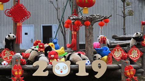 aksi lucu panda untuk menyambut tahun baru imlek foto