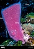 Afbeeldingsresultaten voor "callyspongia Plicifera". Grootte: 70 x 100. Bron: www.alamy.com