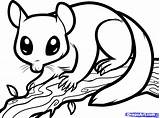 Sugar Glider Coloring Possum Draw Nocturnal Drawing Animals Opossum Pages Print Clipart Dragoart Step Color Colouring Animal Gliders Printable Drawings sketch template