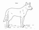 Dingo sketch template