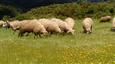 ovejas pastando imagen foto campo paisajes naturaleza fotos de fotocommunity
