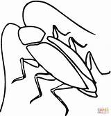 Cockroach Coloring Supercoloring Pages Animal sketch template