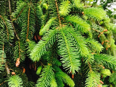 closeup conifer tree  stock photo