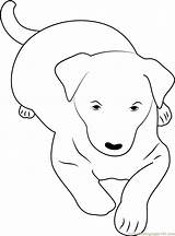 Kelpie Coloring Australian Pages Dog Coloringpages101 29kb Printable Dogs sketch template