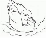 Kolorowanki Kaczka Mallard Kaczki Ducks Dzieci Pobrania Wydruku Dxf Eps Disimpan Coloringhome sketch template