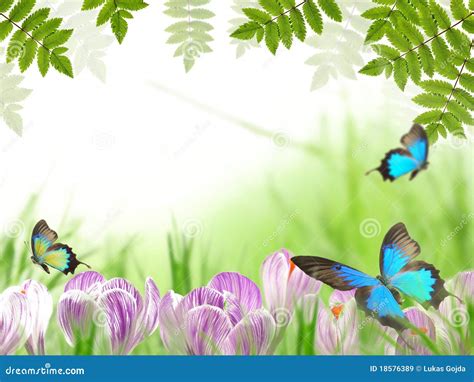spring theme royalty  stock images image