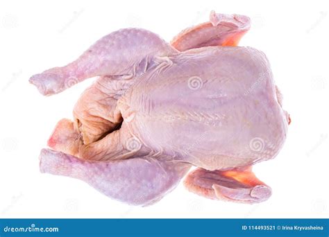 chicken carcass isolated  white stock image image  feather bird