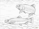 Trout Ausmalbilder Coloriage Saltwater Imprimer Fishing Truite Bachforelle Salmo Paintingvalley Ausmalbild Trouts Trutta Stampare Adults Trote Homecolor Dentistmitcham sketch template