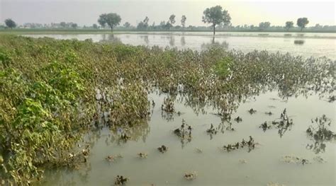 heavy rain damages standing crops   lakh hectares india news
