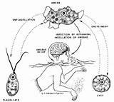 Amoeba Brain Eating Naegleria Fowleri Infection Thailand Life Cycle Water Meningoencephalitis Phobias Does Eat Zoology Cycles Gif Pam Disease Scary sketch template