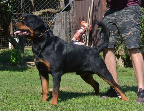 facts  rottweilers mississippi rottweilers