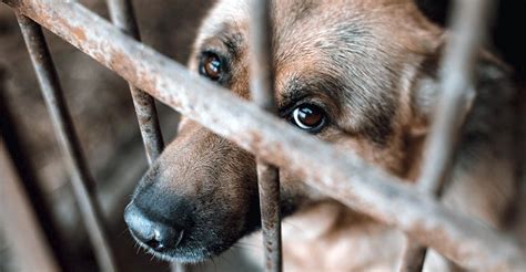 animal cruelty abuse neglect