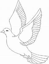 Dove Coloring Pages Color Bird Drawing Peace Drawings Animalstown Kids Printable Clipart Spirit Holy Print Library Doves Sheet Popular Outline sketch template