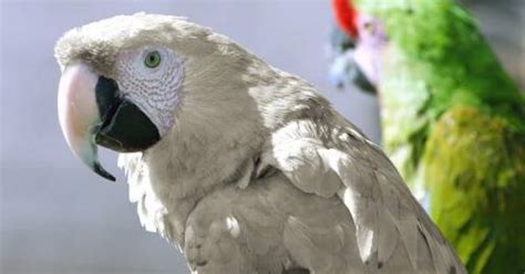 rare  white albino macaw parrots keets   pinterest