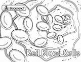 Coloring Blood Laboratory Biolegend Cell Anatomy sketch template