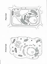 Cell Animal Plant Coloring Worksheet Cells Color Blank Worksheets Pages Diagram Science Printable Sheet Drawing Biology Kids Quiz Teaching Pulpbits sketch template