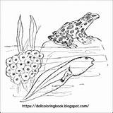 Frog Tadpoles Leopard Tadpole sketch template