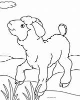 Sheep Gambar Domba Hewan Mewarnai Schaf Ausdrucken Cool2bkids Kartun Malvorlagen Schafe Lucu Paud Malvorlage Animasi Marimewarnai Sangat sketch template
