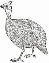 Guinea Fowl Bird Mewarnai Guine Cliparts Ayam Gallinas Guineas Tissu Mutiara Ambis Hight Clipground sketch template
