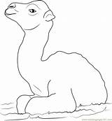 Camel Baby Little Coloring Pages Coloringpages101 sketch template