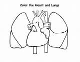 Lungs Heart Coloring Pages Anatomy Human Outline Diagram Drawing Respiratory System Lung Printable Color Getdrawings Getcolorings Comments Print sketch template