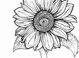 Sunflowers Sunshine Clipartmag Bohemian sketch template