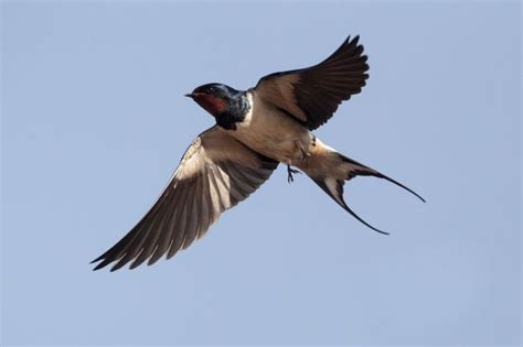waarom vliegt een zwaluw lager bij slecht weer nature calendar barn swallow save animals