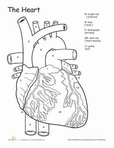 parts   heart worksheets human hearts  labels  print