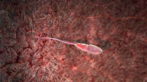 light microscopy of healthy human sperm cells stock video footage