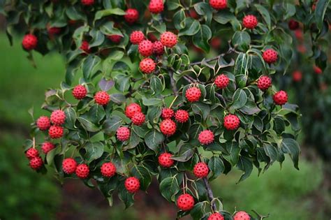 cornus kousa berries propagating plants dogwood berries