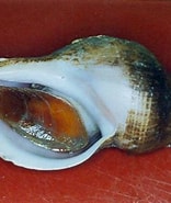 Afbeeldingsresultaten voor "beringius Turtoni". Grootte: 156 x 185. Bron: www.marinespecies.org
