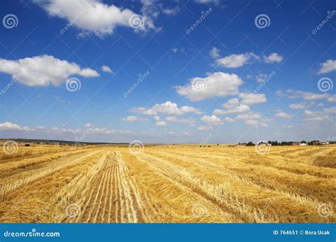 harvest time stock image image  crop haystacks straw
