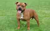 Image result for Staffordshire Bull Terrier. Size: 161 x 100. Source: www.wagpets.com