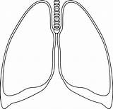 Lunge Clker Lungs Cc0 Hameln Bilder Pinclipart sketch template