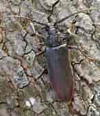 Image result for "monoculodes Carinatus". Size: 146 x 169. Source: www.cerambyx.uochb.cz