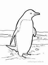 Malvorlage Pinguin Ausmalbild Pinguine Ausmalen Kleurplaat Kostenlose Ijsbeer Kleurplaten Zeichnen Jong Zeehond Eisbär Kinderbilder Lesen Kunstunterricht Pingu Nordpol Basteln sketch template