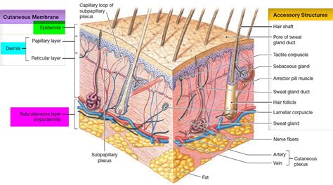 skin functions layers cells color  structure