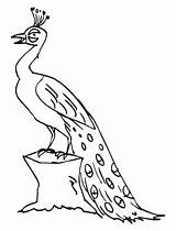 Peacocks sketch template