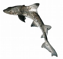 Afbeeldingsresultaten voor "triakis Megalopterus". Grootte: 217 x 206. Bron: shark-references.com