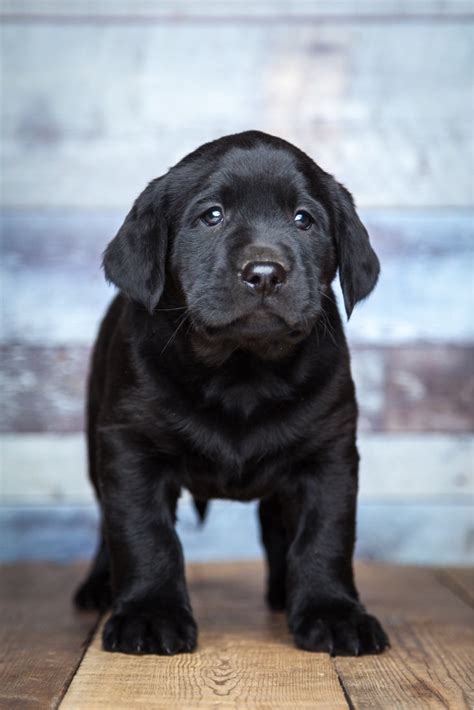 Labrador Retriever Puppies For Sale Harlan In 275156